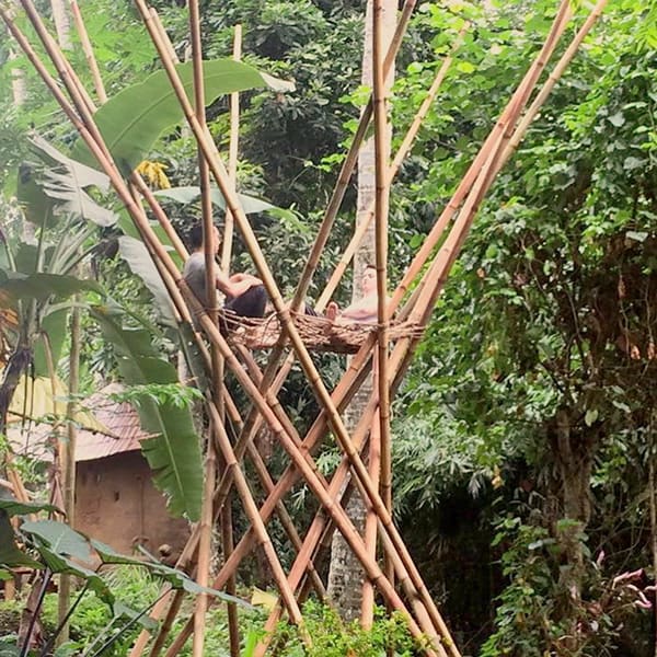 Bamboo Experience — image 14